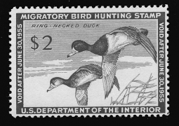 "RW21, FVF NH Ring-necked  Duck Stamp"