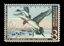 "RW29, FVF NH Pintail Drakes  Duck Stamp"