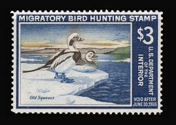 "RW34, VF NH Old Squaw  Ducks Stamp"