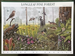 US 3611 Longleaf Pine Forest Pane